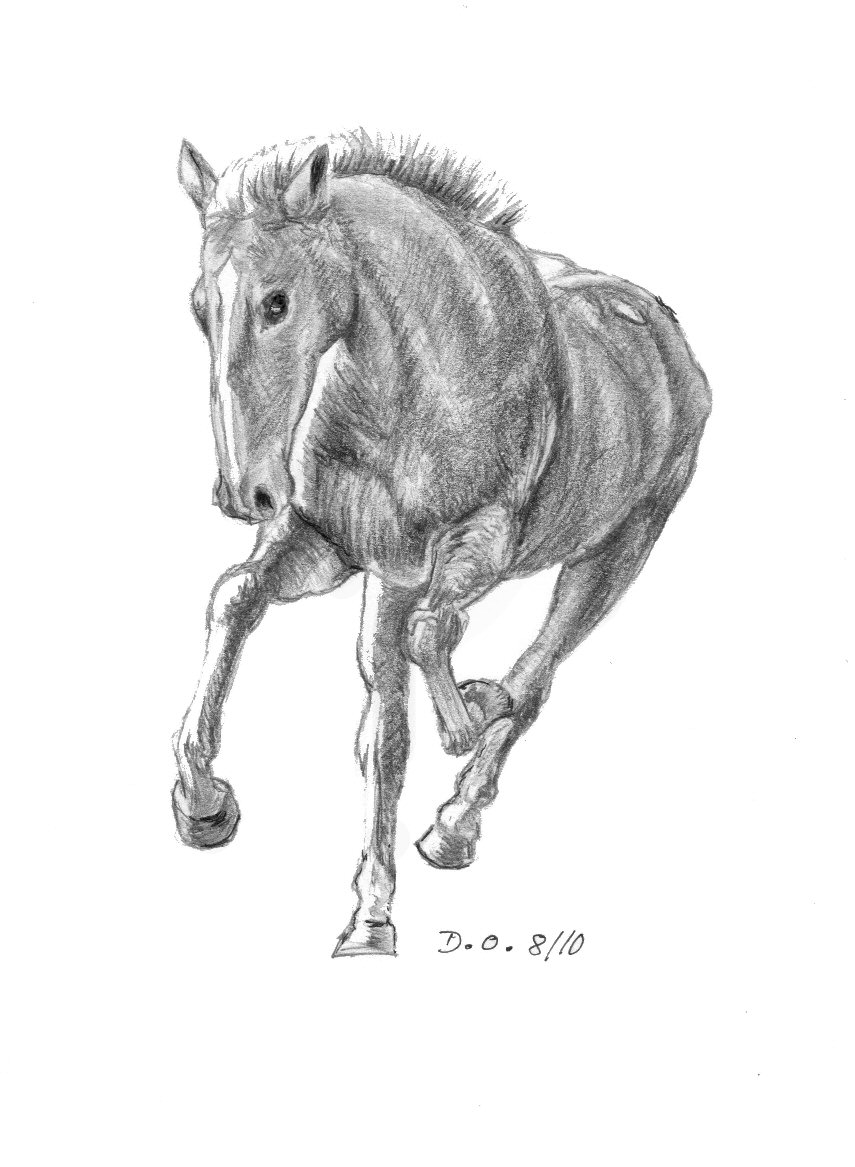 141 cheval au galop